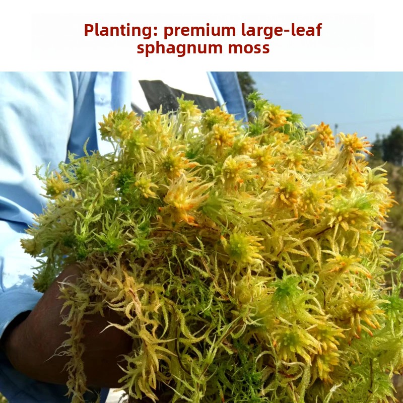 Grade A Dried Sphagnum Moss, N - Sphagnum Moss Dry recension och pris