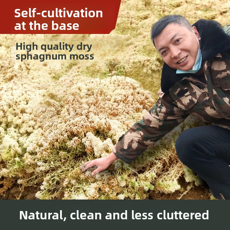 Grade A Dried Sphagnum Moss, N - Sphagnum Moss Dry recension och pris