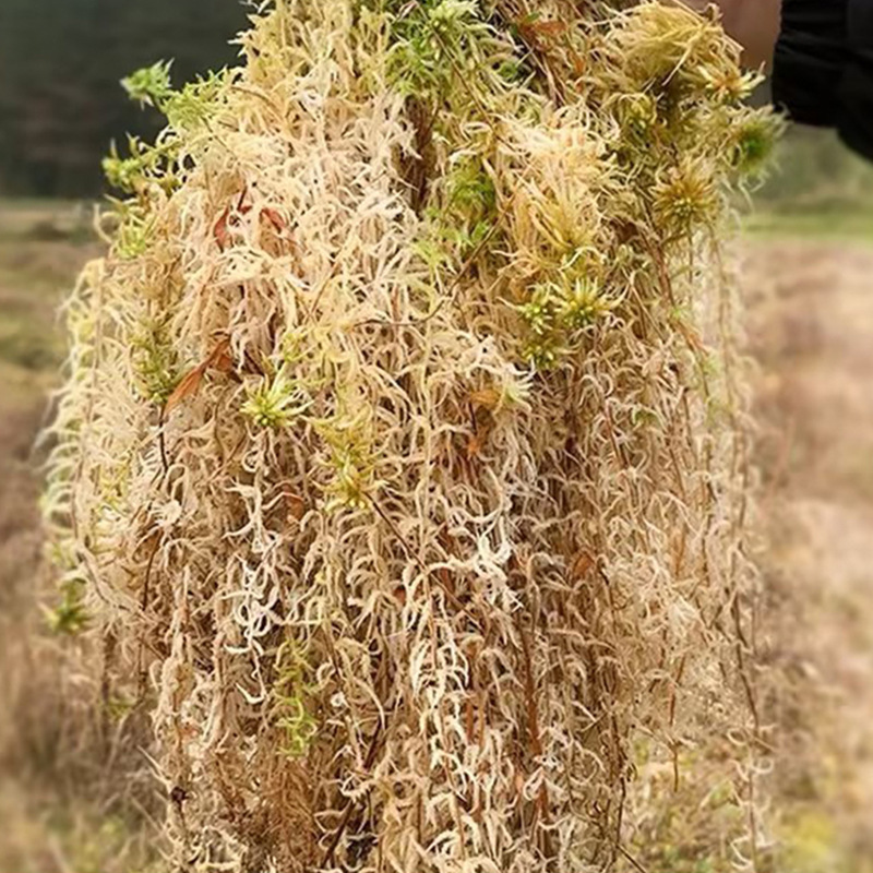 Reptile Terrarium Sphagnum Mos - Sphagnum Moss Dry recension och pris
